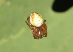 Araniella displicata