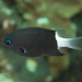 Bicolor Chromis - Photo (c) Mark Rosenstein, some rights reserved (CC BY-NC-SA), uploaded by Mark Rosenstein