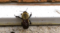 Bombus griseocollis