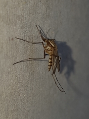 Aedes vittiger