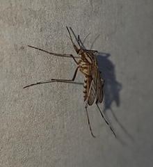 Aedes vittiger