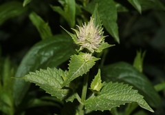Agastache urticifolia