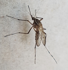 Aedes vittiger