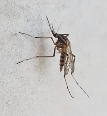 Aedes vittiger