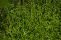 Digitaria velutina