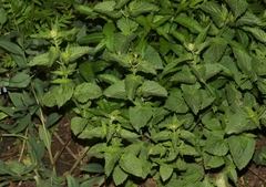 Agastache urticifolia