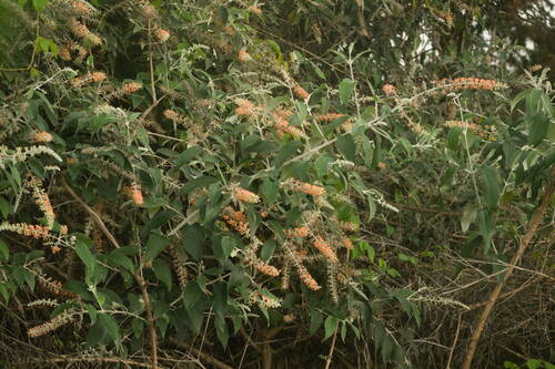 Buddleja madagascariensis observed 2022-10-26
