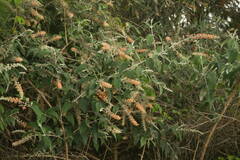 Buddleja madagascariensis