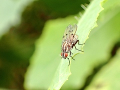 Anthomyia punctipennis
