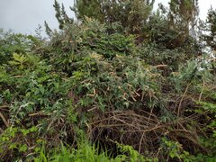 Buddleja madagascariensis