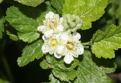 Physocarpus malvaceus