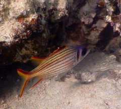 Neoniphon sammara