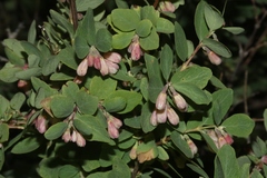 Symphoricarpos rotundifolius