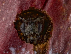 Disholcaspis eldoradensis