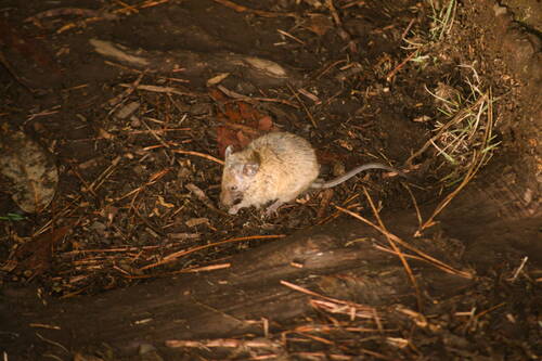 Mus musculus observed 2022-10-26