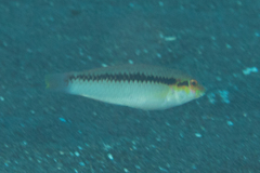 Halichoeres scapularis