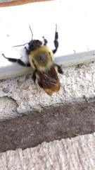 Bombus griseocollis