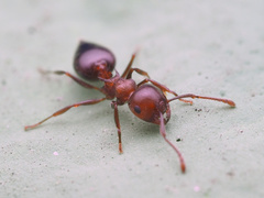 Crematogaster cerasi