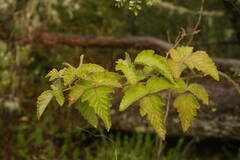 Rubus hawaiensis