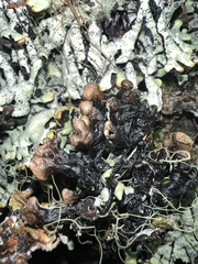 Hypogymnia imshaugii