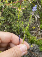 Comesperma calymega