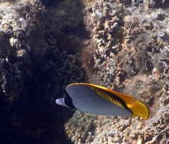 Chaetodon lineolatus