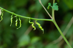Corydalis ophiocarpa