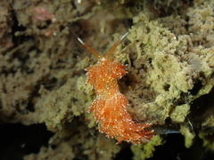 Sakuraeolis enosimensis