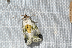 Maliattha synochitis