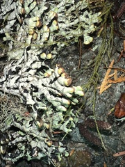Hypogymnia imshaugii
