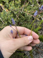 Comesperma calymega