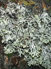 Hypogymnia imshaugii
