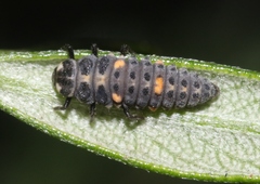 Adalia bipunctata