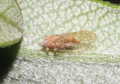 Cacopsylla