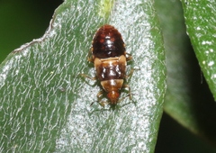 Anthocoridae