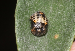 Adalia bipunctata