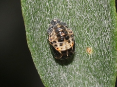 Adalia bipunctata