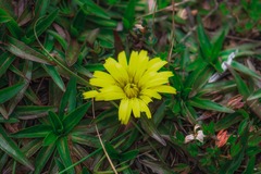 Hypochaeris sessiliflora