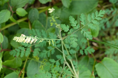Corydalis ophiocarpa