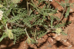 Chaenactis douglasii