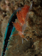 Sakuraeolis enosimensis