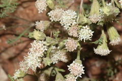 Chaenactis douglasii