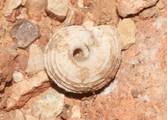 Oreohelix haydeni