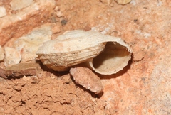 Oreohelix haydeni