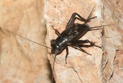Gryllus saxatilis