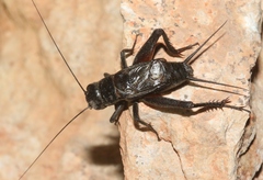 Gryllus saxatilis