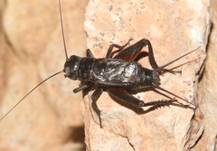 Gryllus saxatilis