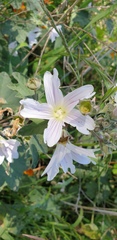 Malva preissiana
