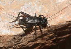 Gryllus saxatilis