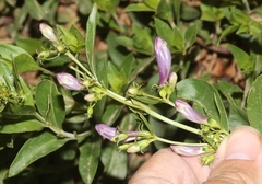 Penstemon platyphyllus